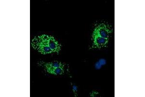 Anti-HIBCH mouse monoclonal antibody (ABIN2453130) immunofluorescent staining of COS7 cells transiently transfected by pCMV6-ENTRY HIBCH (RC209814). (HIBCH 抗体)