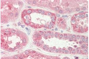 anti-Stromal Interaction Molecule 2 (Stim2) (N-Term) antibody