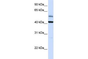 WB Suggested Anti-ARMCX1 Antibody Titration:  0. (ARMCX1 抗体  (C-Term))