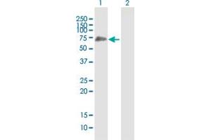 Western Blotting (WB) image for anti-SHC (Src Homology 2 Domain Containing) Transforming Protein 3 (SHC3) (AA 1-594) antibody (ABIN526967)