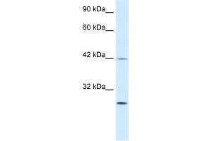 Western Blotting (WB) image for anti-Kruppel-Like Factor 9 (KLF9) (N-Term) antibody (ABIN2777263)
