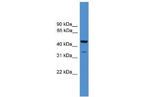 WB Suggested Anti-TAF5L Antibody Titration:  0. (TAF5L 抗体  (N-Term))
