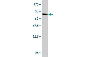 Western Blotting (WB) image for anti-Fumarate Hydratase (FH) (AA 33-510) antibody (ABIN515650)