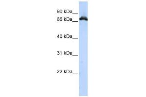 RAVER1 antibody used at 1 ug/ml to detect target protein. (RAVER1 抗体  (Middle Region))
