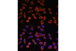 Immunofluorescence (IF) image for anti-Phosphatidylinositol Glycan M (PIGM) (AA 35-96) antibody (ABIN7269294)