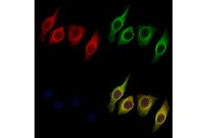 ABIN6259482 and ABIN6275755 staining Hela cells by IF/ICC.