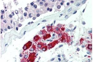 Human Testis (formalin-fixed, paraffin-embedded) stained with NKX3-1 antibody ABIN462123 followed by biotinylated anti-mouse IgG secondary antibody ABIN481714, alkaline phosphatase-streptavidin and chromogen. (NKX3-1 抗体  (N-Term))
