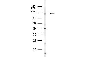 Western blot analysis of lysates from RAW264.