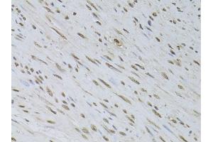 Immunohistochemistry of paraffin-embedded rat testis using HDGFRP3 Rabbit pAb (ABIN6133452, ABIN6141699, ABIN6141700 and ABIN6224799) at dilution of 1:150 (40x lens). (HDGFRP3 抗体  (AA 90-203))