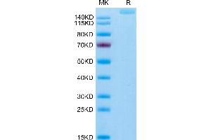 THSD7A Protein (AA 48-1607) (His tag)
