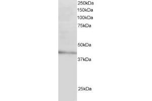ABIN185037 staining (3µg/ml) of Human Liver lysate (RIPA buffer, 30µg total protein per lane).