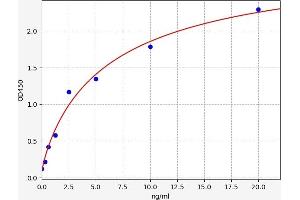 Lysyl Oxidase (LOX) ELISA Kit
