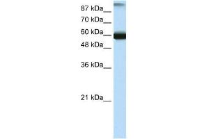 GTF3C5 antibody used at 0. (GTF3C5 抗体  (N-Term))
