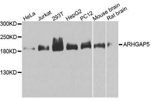 Western blot analysis of extracts of various cell lines, using ARHGAP5 antibody. (ARHGAP5 抗体  (AA 1292-1501))