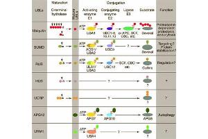 Conjugation pathways for ubiquitin and ubiquitin-like modifiers (UBLs).