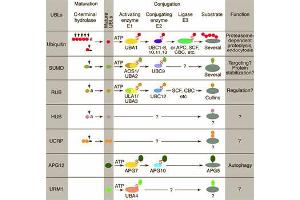 Conjugation pathways for ubiquitin and ubiquitin-like modifiers (UBLs). (APG8 / ATG8 抗体)