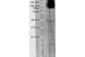 Western Blot analysis of Human T-HEK cell lysate showing detection of HCN4 protein using Mouse Anti-HCN4 Monoclonal Antibody, Clone S114-10 . (HCN4 抗体  (AA 1019-1198) (PerCP))