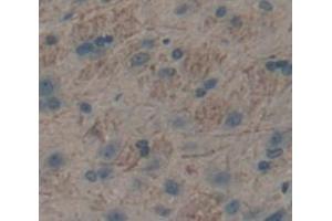 IHC-P analysis of Rat Tissue, with DAB staining. (Neuropilin 1 抗体  (AA 645-821))