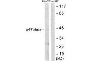 Western blot analysis of extracts from HepG2 cells, treated with TNF 20ng/ml 5', using p47 phox (Ab-345) Antibody. (NCF1 抗体  (AA 311-360))