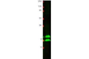 Western blot using  protein-A purified anti-bovine IFN gamma antibody shows detection of recombinant bovine IFN gamma at 16. (Interferon gamma 抗体)
