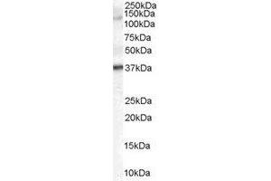 Western Blotting (WB) image for anti-Galanin Receptor 3 (GALR3) (C-Term) antibody (ABIN2465744) (GALR3 抗体  (C-Term))
