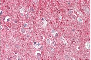 ABIN571009 (3. (CD90 抗体  (Internal Region))
