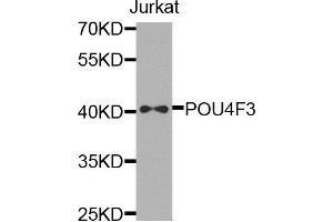 Western blot analysis of extracts of jurkat cells, using POU4F3 antibody.