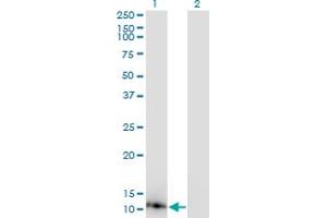Western Blotting (WB) image for anti-Dynein, Light Chain, LC8-Type 1 (DYNLL1) (AA 1-72) antibody (ABIN522102)