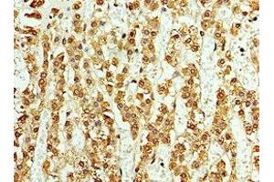 Immunohistochemistry of paraffin-embedded human adrenal gland tissue using ABIN7145033 at dilution of 1:100 (ASNA1 抗体  (AA 1-348))
