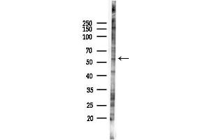 Western blot analysis of lysates from PC12 cells(LPS 4h treatment), using ZNF683 Antibody at 1/1000 dilution.