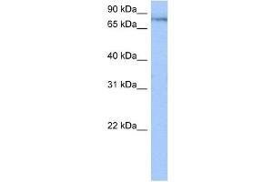 TTC14 antibody used at 0. (TTC14 抗体  (N-Term))