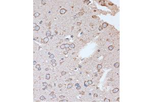 Immunohistochemistry of paraffin-embedded Rat brain using OR2S2 Rabbit pAb (ABIN7269087) at dilution of 1:100 (40x lens). (OR2S2 抗体  (AA 200-300))