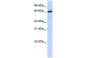 WB Suggested Anti-ARSH Antibody Titration:  0. (Arylsulfatase H 抗体  (Middle Region))