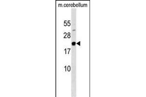 FG Antibody (N-term) (ABIN1538836 and ABIN2849341) western blot analysis in mouse cerebellum tissue lysates (35 μg/lane). (Mafg 抗体  (N-Term))