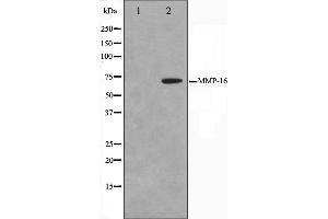 Western blot analysis on HepG2 cell lysate using MMP16 Antibody. (MMP16 抗体  (C-Term))