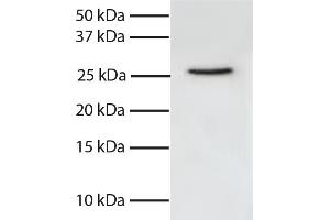 Total cell lysates from Jurkat cells were resolved by electrophoresis, transferred to PVDF membrane, and probed with Mouse Anti-Human FADD-UNLB secondary antibody and chemiluminescent detection. (FADD 抗体  (Sepharose))