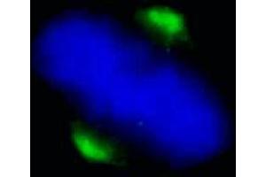 Immunofluorescence (IF) image for anti-Asp (Abnormal Spindle) Homolog, Microcephaly Associated (ASPM) (C-Term) antibody (ABIN7448380) (ASPM 抗体  (C-Term))