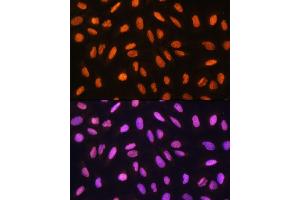 Immunofluorescence (IF) image for anti-General Transcription Factor IIIC, Polypeptide 3, 102kDa (GTF3C3) antibody (ABIN7267374)