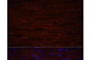 Immunofluorescence analysis of Rat heart using ASPN Polyclonal Antibody at dilution of 1:100 (40x lens). (Asporin 抗体)