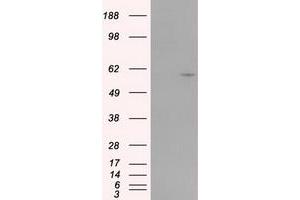 Image no. 3 for anti-Cytochrome P450, Family 1, Subfamily A, Polypeptide 2 (CYP1A2) antibody (ABIN1497718) (CYP1A2 抗体)
