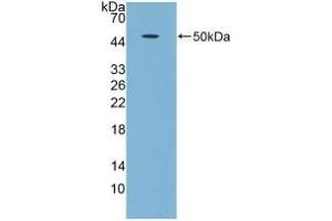 Detection of Recombinant GDF5, Human using Polyclonal Antibody to Growth Differentiation Factor 5 (GDF5) (GDF5 抗体  (AA 86-501))