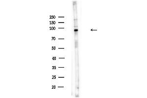anti-Dipeptidyl-Peptidase 9 (DPP9) (Catalytic Domain), (Internal Region) antibody