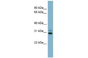 WB Suggested Anti-PAFAH1B3 Antibody Titration: 0. (PAFAH1B3 抗体  (Middle Region))