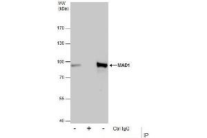 IP Image Immunoprecipitation of MAD1 protein from HeLa whole cell extracts using 5 μg of MAD1 antibody, Western blot analysis was performed using MAD1 antibody, EasyBlot anti-Rabbit IgG  was used as a secondary reagent.