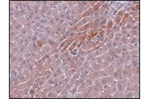 Immunohistochemistry of Prosapip2 in rat liver tissue with this product at 5 μg/ml. (TBKBP1 抗体  (C-Term))