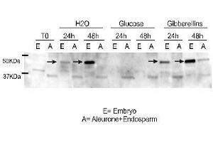 Western Blotting (WB) image for anti-Ramy 3D antibody (ABIN619547) (Ramy 3D 抗体)