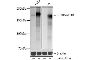 Western blot analysis of extracts of various cell lines, using (ABIN7265948) at 1:1000 dilution. (BRD4 抗体  (pThr204))