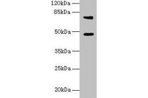 Western blot All lanes: Casp12 antibody at 6 μg/mL + LO2 whole cell lysate Secondary Goat polyclonal to rabbit IgG at 1/10000 dilution Predicted band size: 48 kDa Observed band size: 48, 75 kDa (Caspase 12 抗体  (AA 1-92))