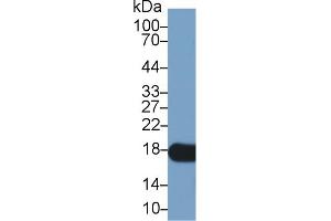 Western Blotting (WB) image for anti-Peptidylprolyl Isomerase A (Cyclophilin A) (PPIA) (AA 2-164) antibody (ABIN7432967)