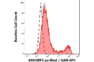 Separation of cells stained using anti-ARHGEF4 (ARHGEF-08) purified antibody (concentration in sample 4 μg/mL, GAM APC, red-filled) from cells unstained by primary antibody (GAM APC, black-dashed) in flow cytometry analysis (intracellular staining) of ARHGEF4 transfected HEK-293 cell suspension. (ARHGEF4 抗体  (AA 143-271))